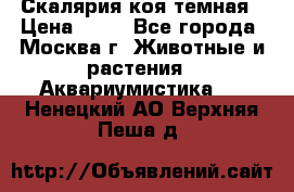 Скалярия коя темная › Цена ­ 50 - Все города, Москва г. Животные и растения » Аквариумистика   . Ненецкий АО,Верхняя Пеша д.